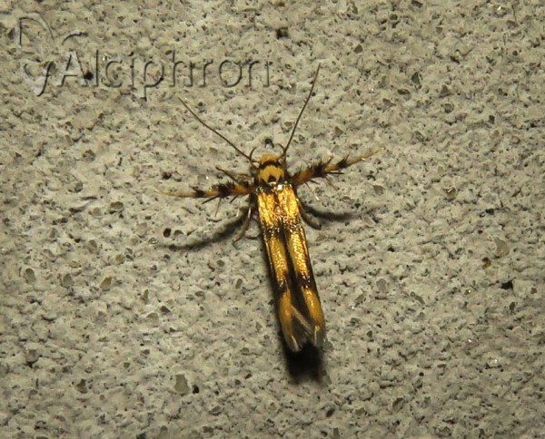 Stathmopoda pedella