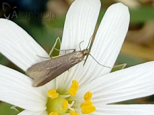 Metriotes lutarea
