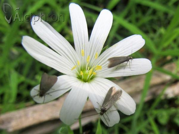Metriotes lutarea