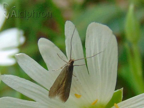 Metriotes lutarea