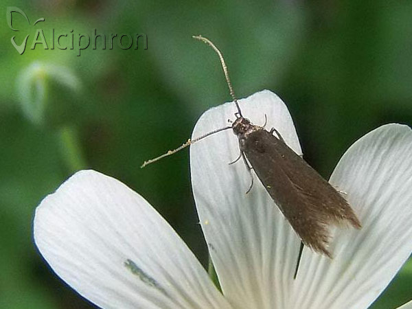 Metriotes lutarea