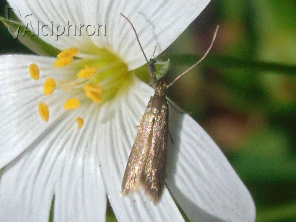 Metriotes lutarea