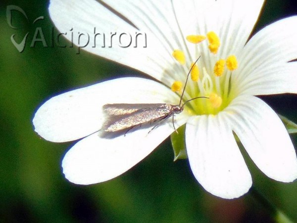 Metriotes lutarea