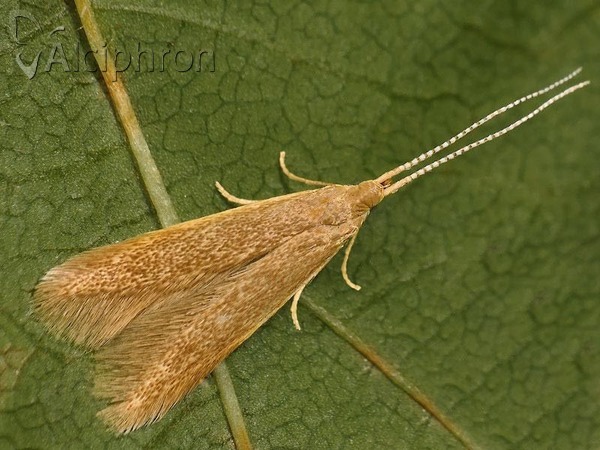 Coleophora lutipennella