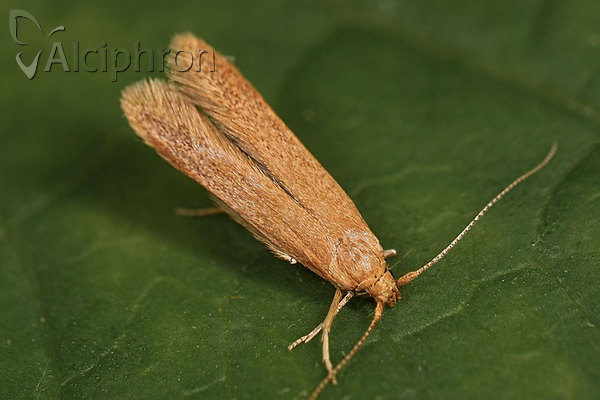 Coleophora lutipennella