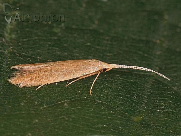 Coleophora lutipennella
