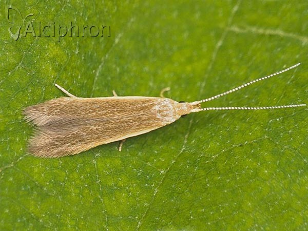 Coleophora ochripennella