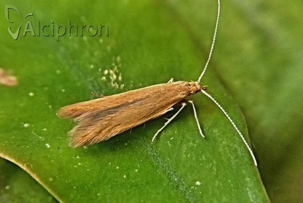Coleophora flavipennella
