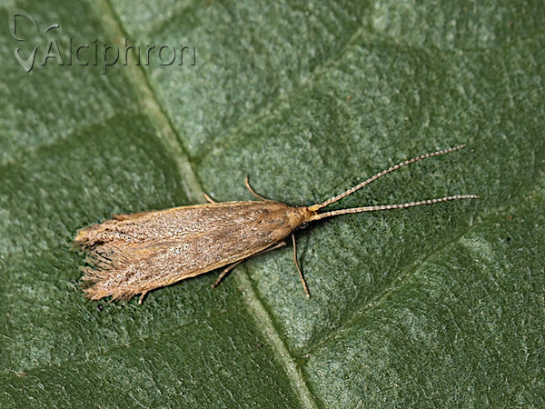 Coleophora flavipennella