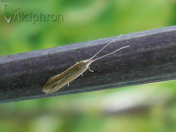 Coleophora alnifoliae