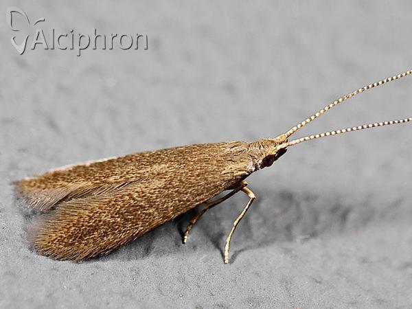 Coleophora serratella