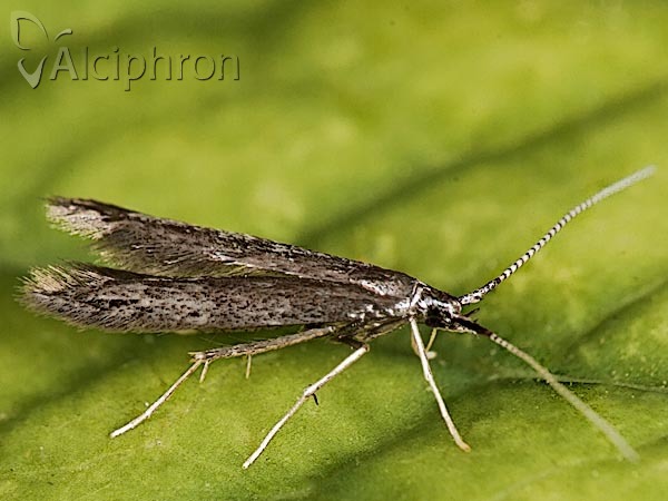 Coleophora albitarsella