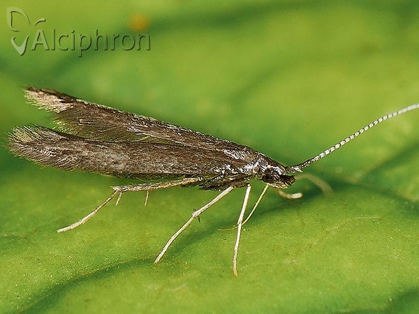 Coleophora albitarsella
