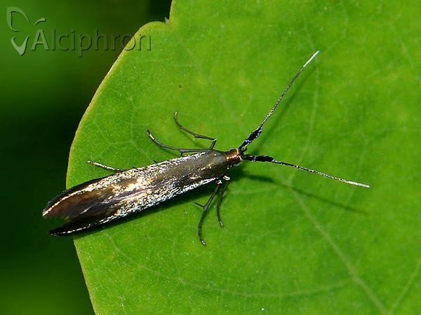 Coleophora pulmonariella
