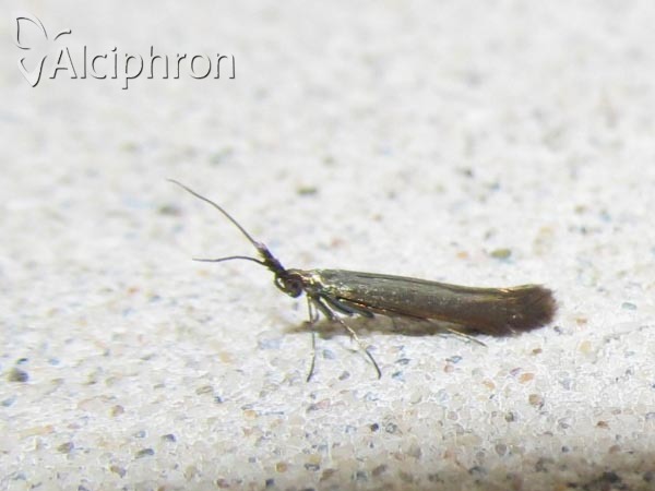 Coleophora pulmonariella