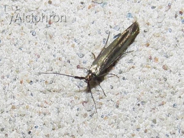 Coleophora pulmonariella