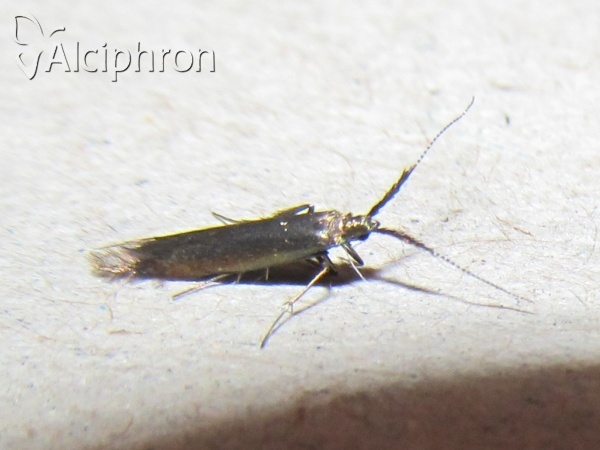 Coleophora pulmonariella