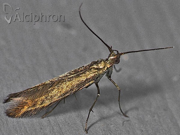Coleophora trifolii