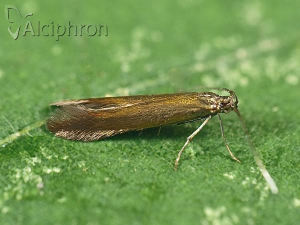 Coleophora trifolii
