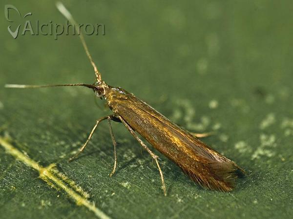 Coleophora trifolii