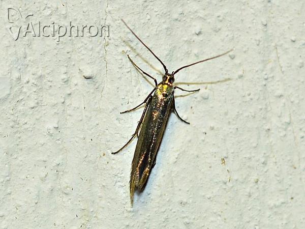 Coleophora trifolii