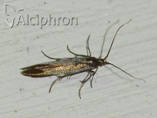 Coleophora trifolii