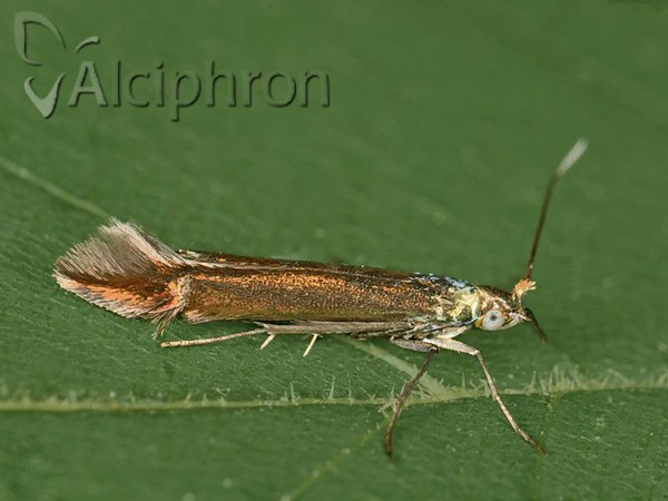 Coleophora trifolii