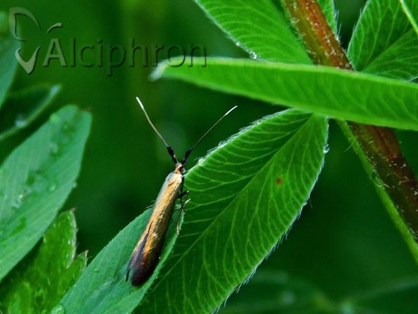 Coleophora alcyonipennella