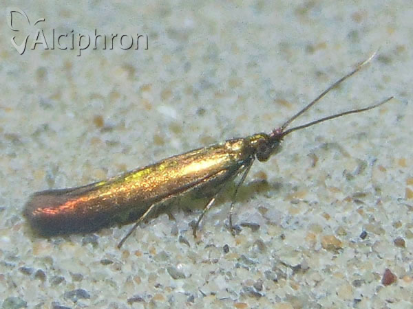 Coleophora alcyonipennella