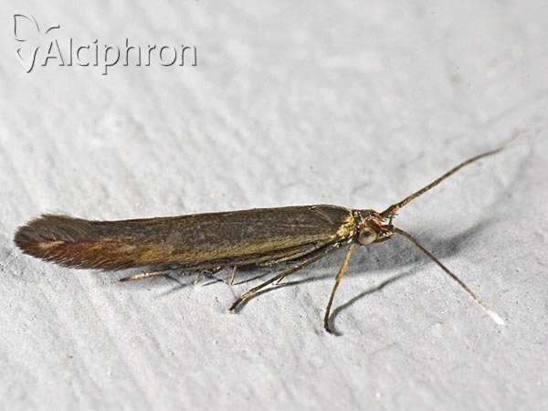 Coleophora alcyonipennella