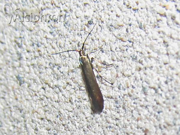 Coleophora alcyonipennella