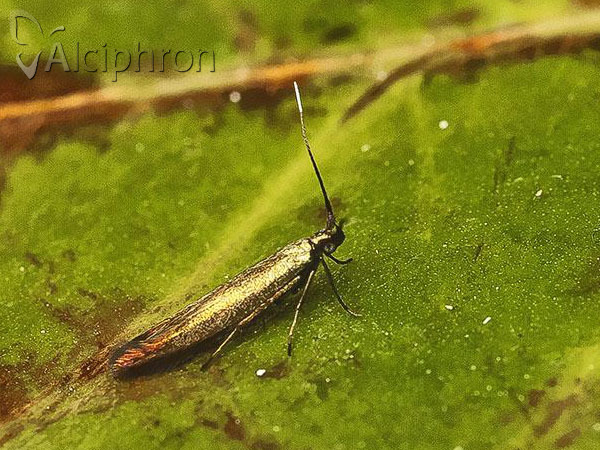 Coleophora alcyonipennella