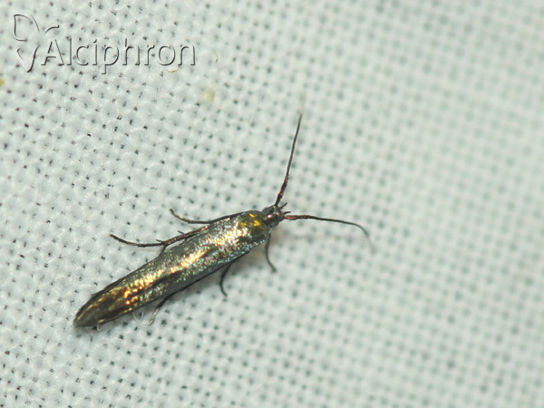 Coleophora alcyonipennella