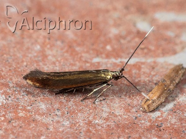 Coleophora alcyonipennella