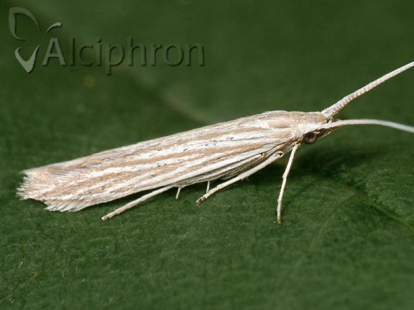Coleophora conyzae