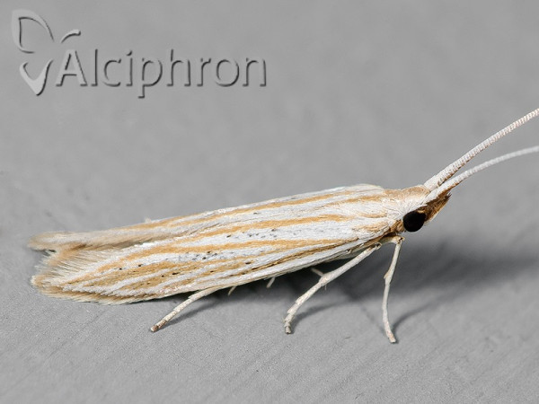 Coleophora conyzae