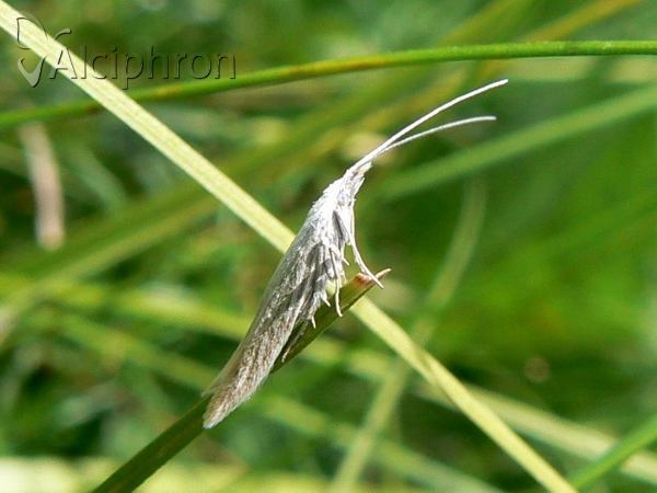 Coleophora lineolea