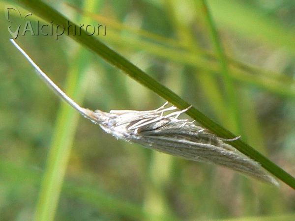 Coleophora lineolea