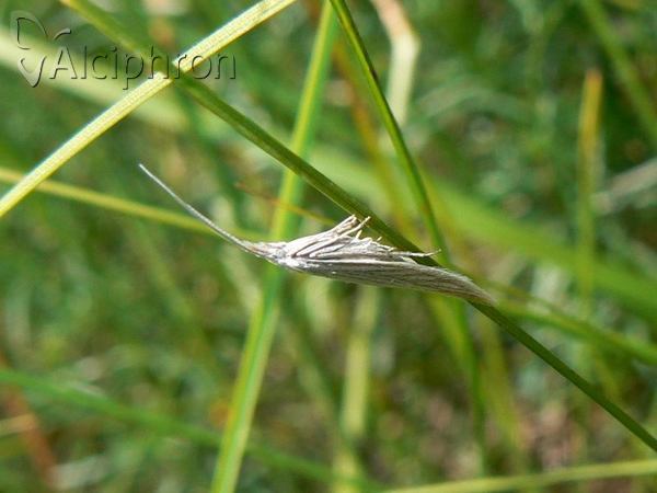 Coleophora lineolea