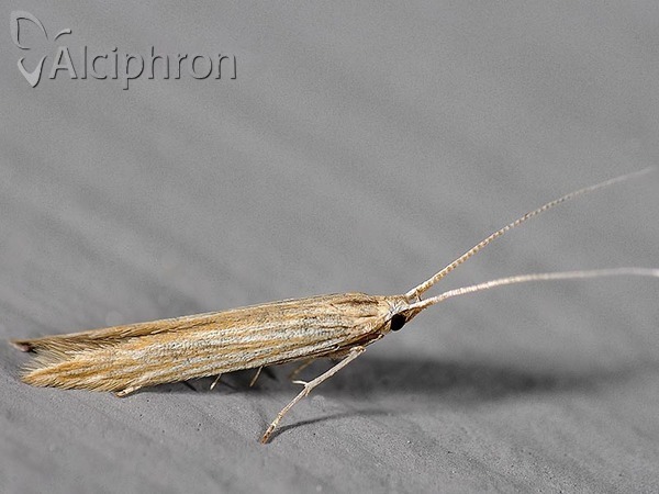 Coleophora lineolea