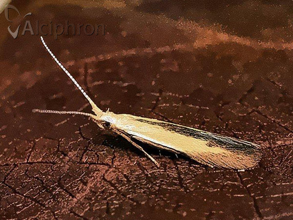 Coleophora nigridorsella