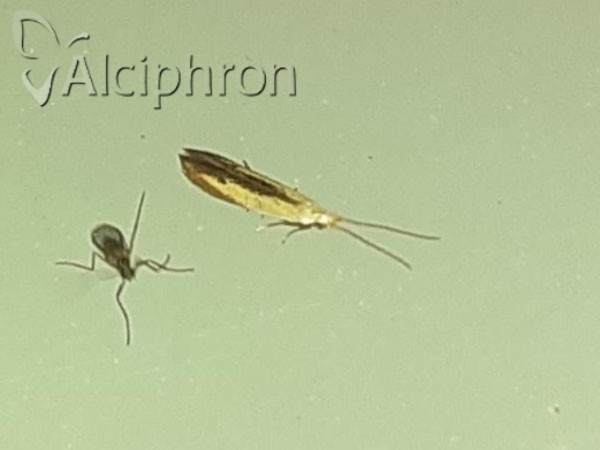 Coleophora nigridorsella