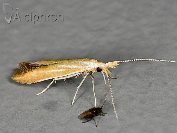 Coleophora saturatella