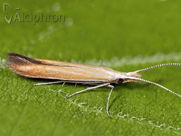 Coleophora congeriella