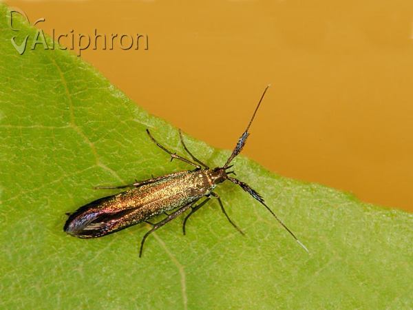 Coleophora deauratella