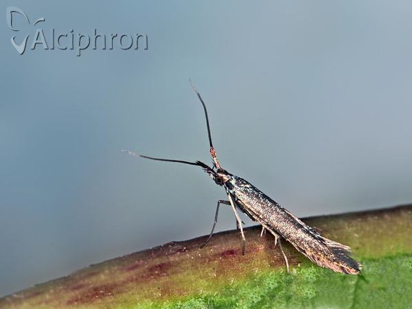 Coleophora deauratella