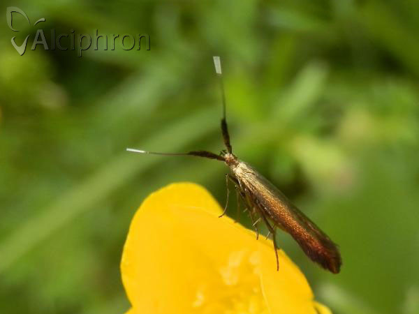 Coleophora deauratella