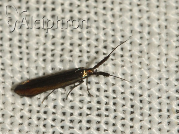 Coleophora deauratella