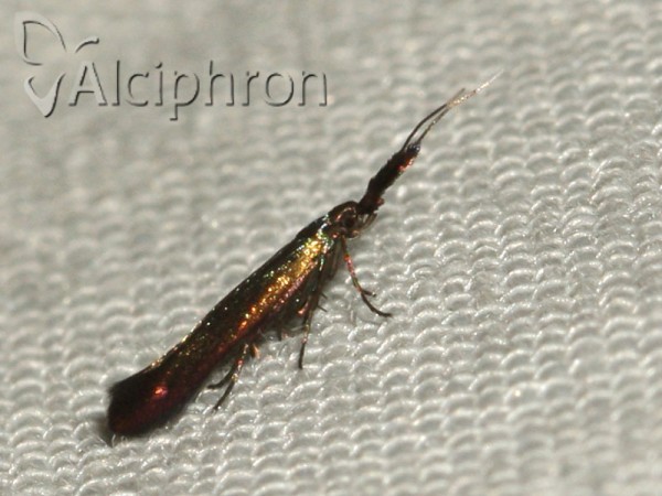 Coleophora deauratella