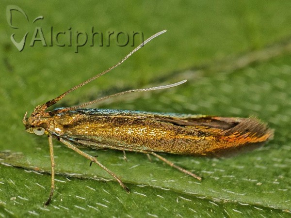 Coleophora amethystinella